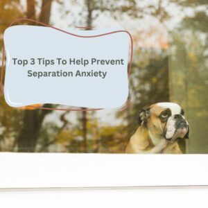 Photo of a bulldog looking out of a window. A text box above the dog reads 'top 3 tips to help prevent separation anxiety'.