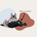 A husky dog with his paws and head resting on a black backpack. text reads 'what's in your bag?' and an arrow points to the backpack.