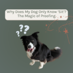 A green background with a black and white border collie sat in the centre with his tongue out. Question marks float above him and text in a tan box reads 'why does my dog only know 'sit'? The magic of proofing' and a copper coloured magic wand next to the text.