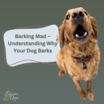 A Golden Retriever barking, text in a blue text box reads 'Barking Mad- Understanding Why Your Dog Barks'