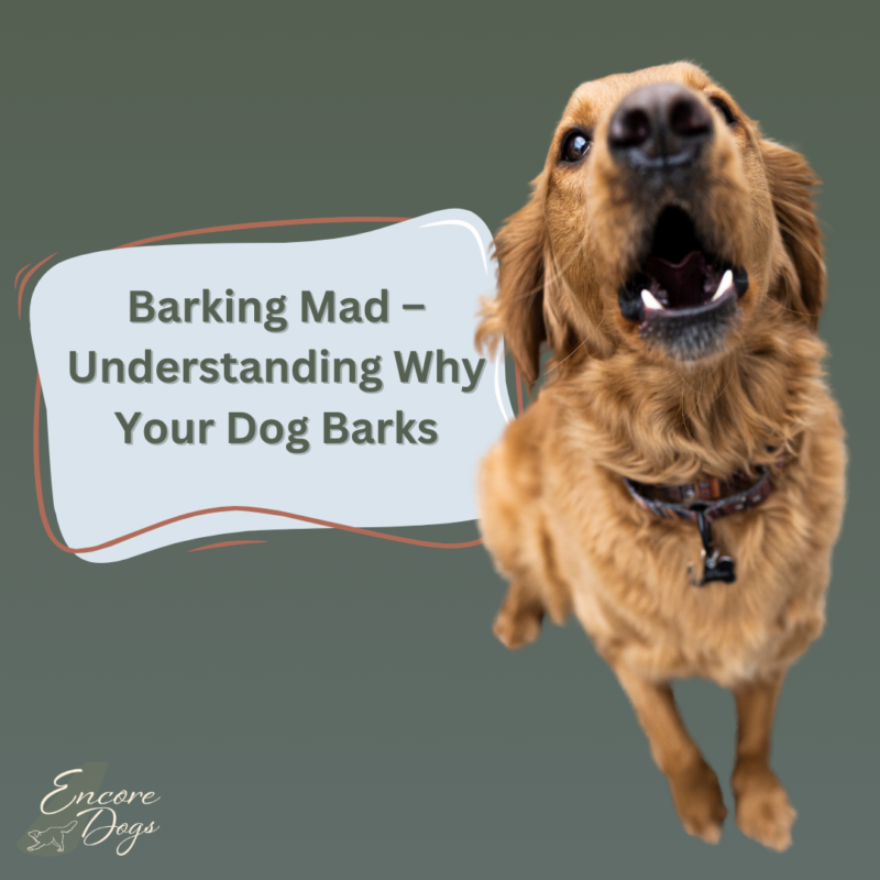 A Golden Retriever barking, text in a blue text box reads 'Barking Mad- Understanding Why Your Dog Barks'