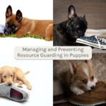 Four puppies of different breeds each holding or chewing on a shoe, with the text "Managing and Preventing Resource Guarding in Puppies" in the center.