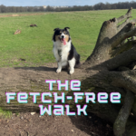 A black, white and brown australian shepherd dog sits with her tongue out on a large fallen tree in a big open field. The text in the bottom third of the image is blue and says 'The Fetch-Free Walk'