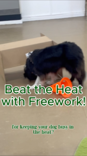 Let’s try freework!   How to get started:  1. Choose a space where your dog can come and go freely.  2. Ideally have them ‘naked’ without any kit on (Benny hates having his harness on and off so we opted to keep it on to avoid the stress as much as possible!)  3. Put out items and textures that your dog is comfortable with, then as they practise, start to add new and interesting things they may not have seen before! Think of it like an easy obstacle course with different levels and textures.   Some initial ideas:  - a couple different surface types like matting, carpet, tarps, etc.  - Various levels like platforms, steps, upside-down boxes…Have a look in your recycling for ideas!  - enrichment items that involve licking, sniffing or tearing…like a lick mat, snuffle mat, etc.  - at least 2 water bowls  4. Scatter treats/kibble/paste and various textures of food around your freework items. Smearing it on the surfaces or placing it inside boxes and on top of different items. I like to make sure there is always some food freely available on the floor as well.  5. Now let your dog explore! It’s a good idea to record them so you can watch back and see how they prefer to move about the space. Did they go for the licking activities first? Did they prefer the harder to reach food over what was easily accessible?   6. Avoid the temptation to intervene! If they are done after a few seconds, have a think why…everything they do is useful information for us!   For more training advice, give @encoredogs a follow and send me a DM if you need help with your dog!  #dogtrainingadvice #freework #dogenrichment