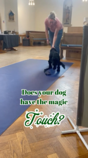 ✨The magic touch✨  How do you use ‘touch’?  It’s more than just a cute trick!   ‘Touch’ is one of my favourite skills to teach any dog.  ‘Touch’ can help your dog: 
🧙‍♀️Recall to you 🧙‍♀️Focus around distractions 🧙‍♀️Build confidence
🧙‍♀️Stay calm near triggers 🧙‍♀️Build trust  🧙‍♀️Communicate   Is ‘touch’ in your training toolkit?

(Featuring @crumble_cocker , Winnie the Golden, Akira the GSD, Benny the Border Collie, and Tallie the SpanielxRetriever)  #dogtrainingadvice #dogtrainingtips #positivetraining