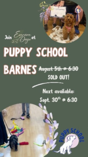 Puppy School Barnes is sold out for August!

Spaces are already filling for September 30th, so secure your spot now 🐾

Link in bio to book or head to puppyschool.co.uk

Happy training! 🐶

#puppyschoolbarnes #puppyschooluk #puppytrainingclass
