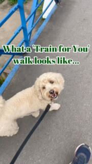 Thinking about adding ‘Train for You’ walks to your training plan? 🐕‍🦺  Walks are available for current or graduated clients and I have spaces available starting in October!  ‘Train for You’ walks are designed to support your existing training and give you peace of mind that all your hard work is being sustained while you have a well-deserved break! 🧘🏼‍♀️  Message me or send me an email at kaitlin@encoredogs.com  (only available for clients who have worked with me before in a class or 1:1)  #trainingwalks #positivedogtraining #trainforyou