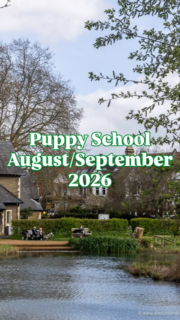 More puppies!! 😍
Welcome to…
🐾 Silver Shadow the Pug
🐾 Jack the Working Cocker
🐾 Sylvie the Lab
🐾 Pongo the Dalmatian
🐾 Indi the Rhodesian Ridgeback
🐾 Heihei the mini Schnauzer
A very clever bunch already 👀
#puppyschooluk #positivetraining #puppyclass