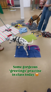 The ‘greetings’ exercise is my favourite part of @puppyschooluk 😊

It is so fun to see what puppies do when they are given the choice to interact or not.

Pongo the Dalmatian was a bit unsure about approaching Indie the Ridgeback, and Indie responded so well by not pushing him, and deciding to play and sniff on her own, which then gave Pongo more confidence to approach and get involved in the sniffs 🐶

#positivedogtraining #puppytraining #puppyadvice #puppyclass