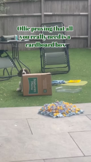 I’m always preaching about how easy enrichment can be, sometimes all you need is an empty cardboard box 📦

Thanks to @naturesmenuonline for the box 😂 (and the brilliant treats that came in said box!)

#dogenrichment #spanielpuppy #positivedogtrianing