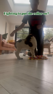 Try this the next time you need to put your puppy’s collar or harness on.  If we avoid the struggle, you’ll have a calm pup when the kit has to go on. 🧘‍♀️  If your puppy still bites you or runs away, take your time. Work on it when you don’t need to immediately put it on and let them move away if they’re finding it a bit overwhelming. Let them come to you!  Try to avoid restraining your pup to put their kit on! The more patience you have now, the easier it will be in the future.  Follow for more puppy tips 🐶  #puppyadvice #puppytraining #puppybiting