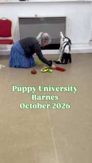 It’s the first EVER Puppy University in Barnes!

I have been so excited to teach this new course from @puppyschooluk  
And what a great group to kick things off! Some familiar faces from 1:1s and Puppy School, plus some new recruits 🐶  🐾Pip the Springer Spaniel 🐾Miso the Cardigan Corgie 🐾Athena the Frenchie 🐾Pongo the Dalmatian 🐾Nya the German Shepherd  This course is all about learning life skills that are practical for everyday encounters.  You can see the pups learning how to walk calmly on lead through a triangle pattern game, plus exploring novel objects as a foundation for a retrieve! 

Puppy University is for pups 20+ weeks and ideal for those who have already done a little bit of training.

Next course starts December 3rd!

Join us by heading to www.encoredogs.com

#puppyuniversity #puppyschooluk #adolescentdogtraining #positivedogtraining