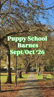 New puppies alert!!

Welcome to:
🐾 Skye the Sheltie
🐾 Winston the Golden
🐾 Icarus the Bernese
🐾 Ollie the Springer
🐾 Lilli the Cavapoo
🐾 Tallulah the Chihuahua

Such personalities already 😍

#puppyclass #puppytraining #positivedogtraining
