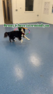 Training can be tedious, exhausting, stressful...
Take a moment today to just let go and have fun with your dog in whatever way they love best.

Maybe it's in the form of playing with video props like Benny 😆

I'd love to hear about your dog's silliest moments! 👇

#bordercollie #sillydogs #dogplay #trainingtips