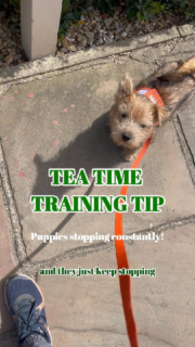 Does your puppy keep stopping on walks? 🛑

Let them!

They’ve only been in this world a short time, and it can be a lot!
Puppies need time to stop and observe. 👀

My tips are:
🐾 Wait calmly with a loose lead
🐾 When they do decide to move, reward them with an encouraging, positive voice and sometimes food (the food comes AFTER they decide to move!)
🐾 If you need to get somewhere quickly, don’t take the puppy! Or have them in a stroller, carrier or sling that they are comfortable in. 
🐾 Enjoy the quiet, slow walks while they last! Use it as a moment to let yourself breathe and take in the environment too. 

Follow @encoredogs for more training tips and advice! 
 
#dogtrainingtips #puppywalkingadvice #puppytraining #leadwalkingadvice #londondogtraining��Video Description: Montage of a terrier puppy stopping on a walk and observing what is happening around him before walking again.