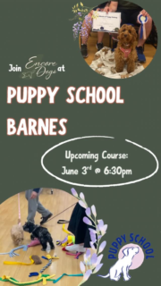 🎓Puppy School in Barnes!🎓

Head to encoredogs.com to book ☺️

🐾 Wednesday evening puppy classes for pups up to 20 weeks old
🐾 Covering life skills that will set you and your puppy up for success!
🐾 Limited to 6 puppies per class
🐾 Families welcome!

#barnes #barnespond #whatsonrichmonduponthames #richmonduponthames #dogtraininglondon