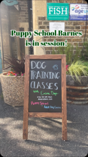 Welcome to @puppyschooluk Barnes!  We had a lovely first class covering a lot of ground including:  🐾Safe ‘trade offs’ for high-value items
🐾How to motivate puppy 🐾Settle foundations 🐾Creating a predictable routine  And Nya had a lovely nap at the end! 💤 Proof that stimulating the brain is just as tiring as a long walk 😂  Summer session starts August 5th, link in the bio 👆  #puppyclass #puppytraining #barnes #richmonddogs
